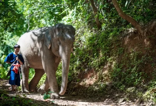 Bamboo raft and elephant day combo trip