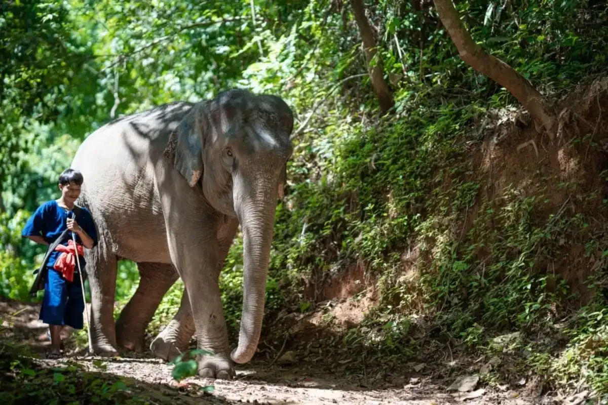 phang-nga-elephant-park-phuket-travel-store-30