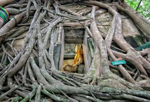 Ancient Buddha statue entwined in sacred tree roots at Wat Bang Kung