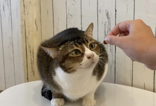 Close-up of a chubby tabby cat about to receive a treat in a cat café in Bangkok.