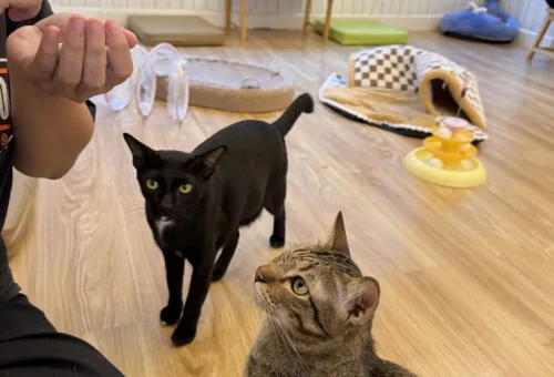 bangkok-talad-noi-stray-cat-walk-phuket-travel-store-3