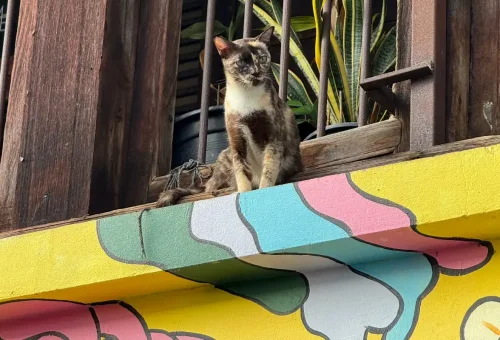 A cat perched on a vibrantly painted wall in Talad Noi, Bangkok.