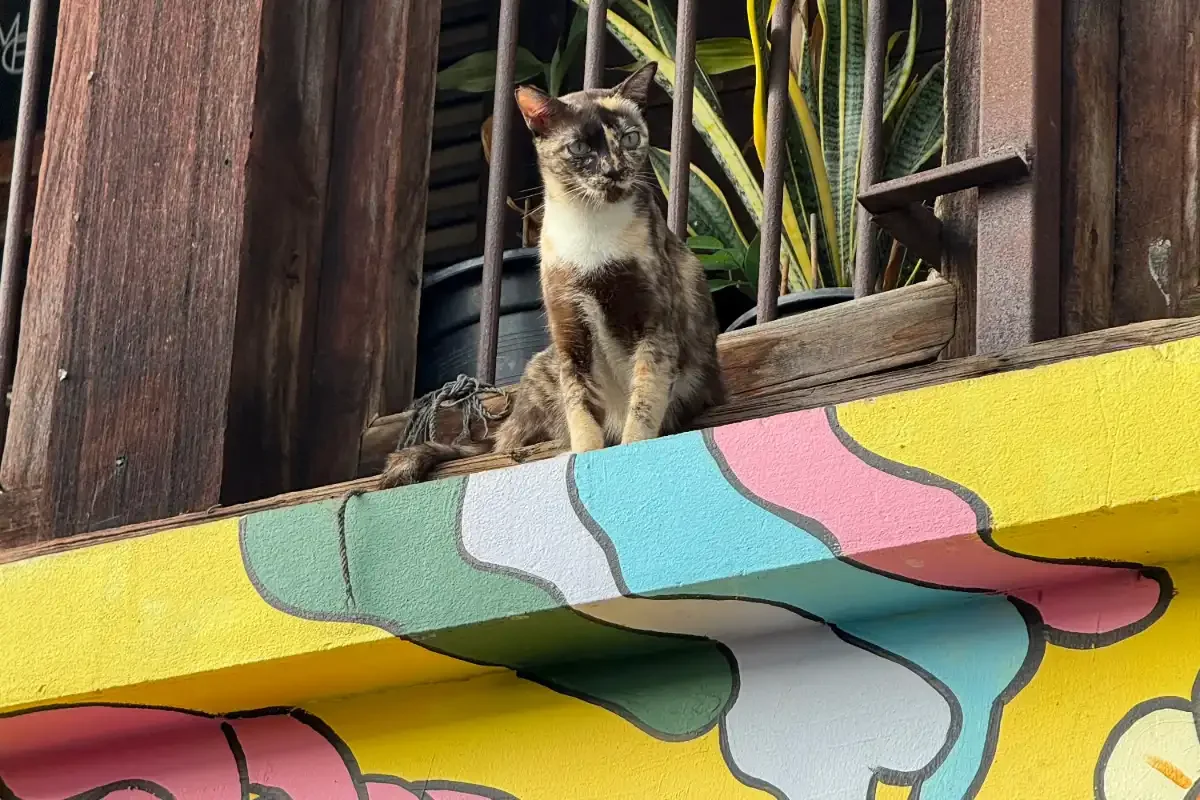 Bangkok Talad Noi Stray Cat Walk Phuket Travel Store 6