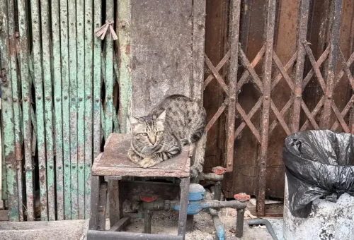 Bangkok Talad Noi Stray Cat Walk Phuket Travel Store 4