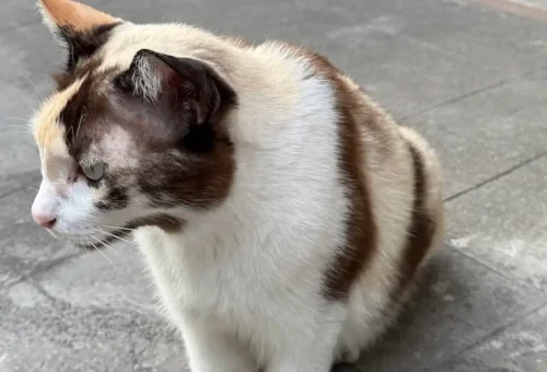 bangkok-talad-noi-stray-cat-walk-phuket-travel-store-12