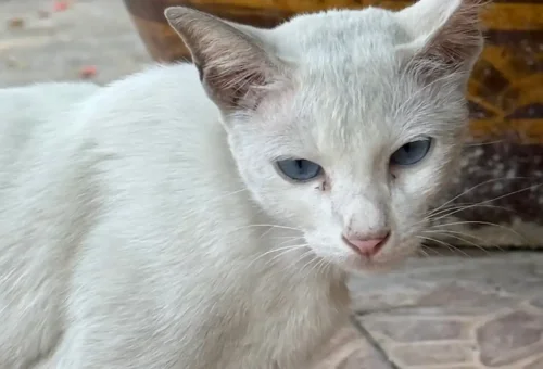 Close-up of a white street cat with light blue eyes in Talad Noi, Bangkok