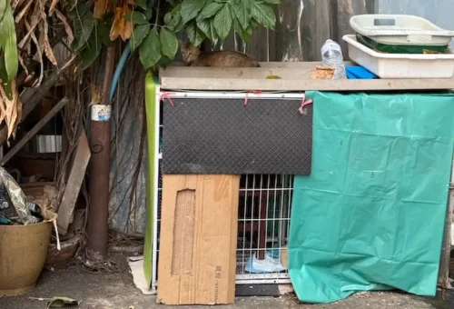 Stray cat resting on a rooftop cage shelter in Talad Noi, Bangkok