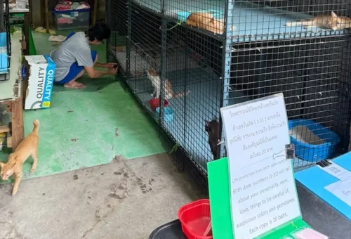 bangkok-talad-noi-stray-cat-walk-phuket-travel-store-10