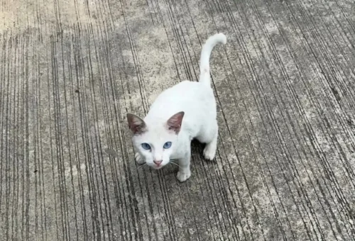 Bangkok Talad Noi Stray Cat Walk Phuket Travel Store 8
