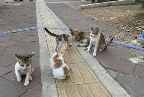 Bangkok Talad Noi Stray Cat Walk Phuket Travel Store 2