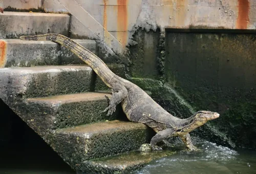 Large monitor lizard climbing concrete steps along a Bangkok canal edge, near the water