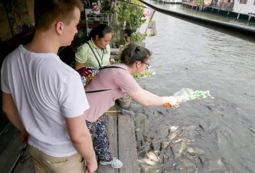 Tourist feeding fish at a wooden deck by the canal as part of a cultural Bangkok food tour