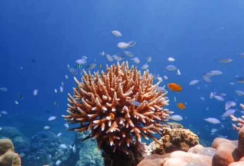Coral reef with small colorful fish in clear waters around Surin Islands
