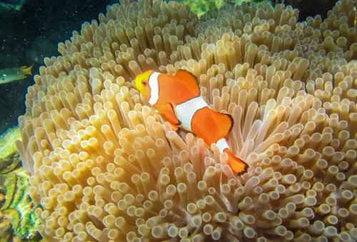 Close-up of a clownfish in a sea anemone while snorkeling at Surin Islands