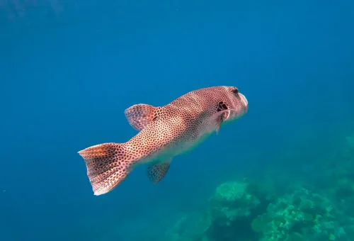 Spotted pufferfish swimming in clear blue sea at Surin Islands