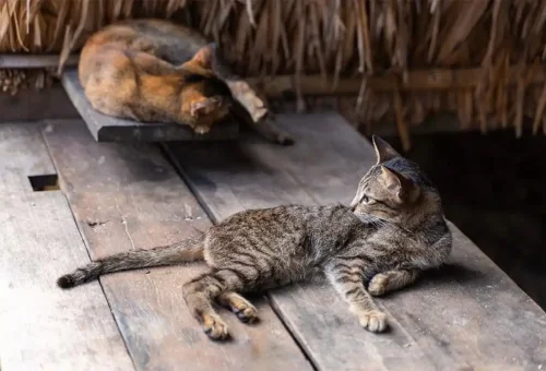 Cats lounging in a traditional Moken stilt house on Surin Islands