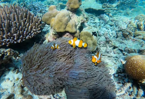 Colorful clownfish swimming among corals in Surin Islands' marine park