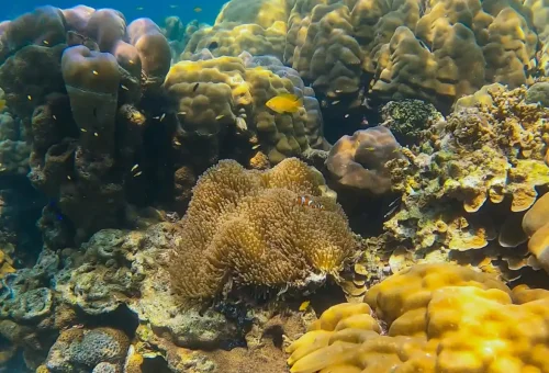 Healthy coral reefs and tropical fish in the clear waters of Surin Islands
