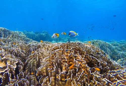 Colorful coral reef and tropical fish in the crystal-clear waters of the Surin Islands, ideal for snorkeling.