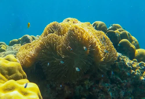 Underwater view of sea anemone with clownfish near the Surin Islands, Thailand.