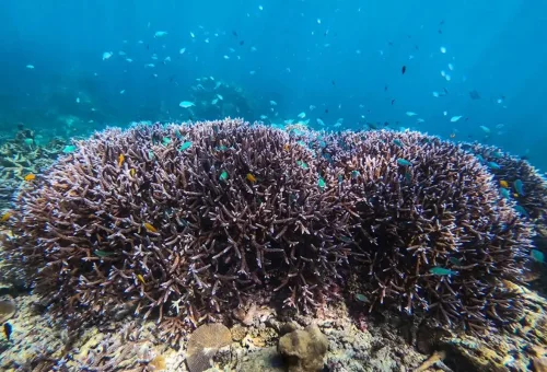 Healthy staghorn coral reef surrounded by colorful tropical fish in the Surin Islands Marine Park.