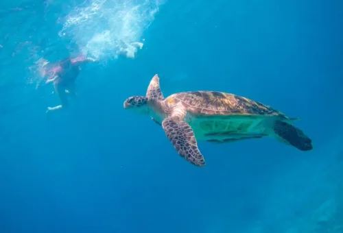 Snorkeler swimming near a sea turtle in the clear blue waters of Similan Islands.