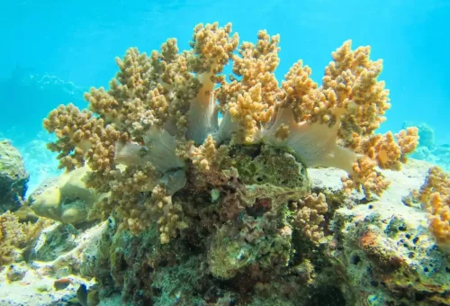 Vibrant soft coral growing on a reef in the Similan Islands, Thailand.