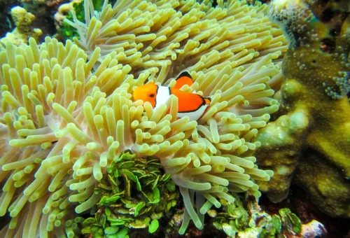 Bright orange clownfish peeking out from a sea anemone at Similan Islands snorkeling site.
