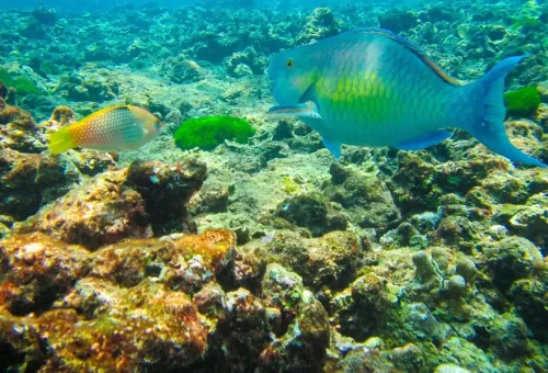 Colorful parrotfish and wrasse swimming above coral reef in Similan Islands.
