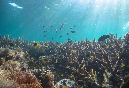 Coral reef with tropical fish and sun rays near Phi Phi Islands