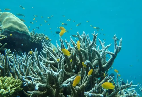 Bright yellow fish around staghorn coral reef at Phi Phi Islands