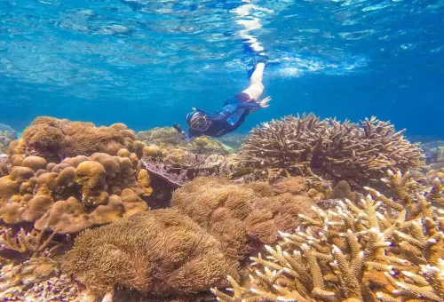 Snorkeler swimming above vibrant coral reefs near Maiton Island