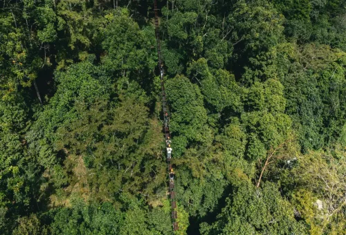 Aerial view of adventurers walking across a high rope bridge in the middle of the jungle.