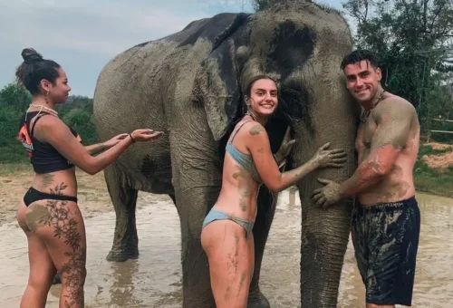 Tourists applying mud on an elephant during spa session