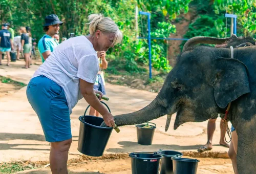 Woman giving a banana to a baby elephant