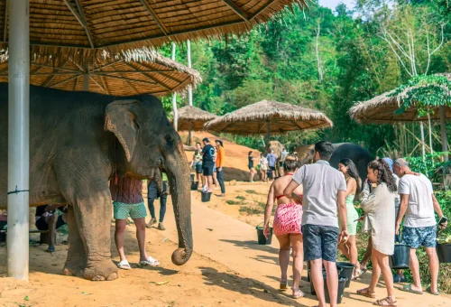 Group waiting under thatched roofs with elephants nearby