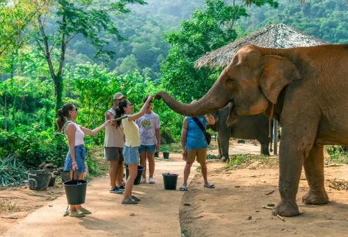 Tourists feeding an elephant with fruit buckets