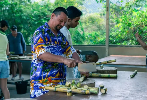 Visitors cutting sugarcane for elephant feeding
