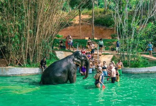Tourists swimming and splashing with elephants in a green pool