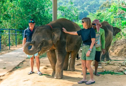 Guests bonding with an elephant in the forest area
