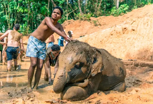 Elephant enjoying a mud bath in a natural pool