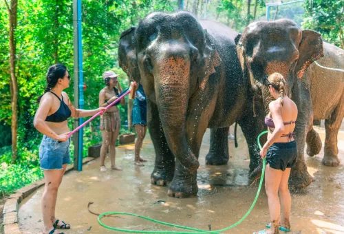 Elephant raising trunk during feeding in Phuket