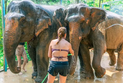 Tourists posing with elephants after spa and feed session
