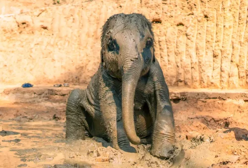 Elephant walking freely under tropical trees