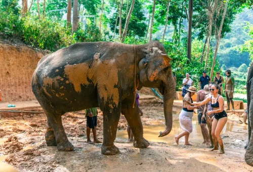 Elephant relaxing in shallow water during spa session