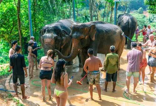 Elephants standing near a bamboo fence in open field