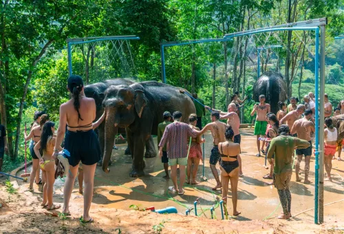 Elephant spraying water with trunk