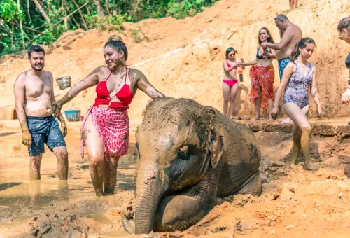 Elephant with gentle eyes close-up at Phuket sanctuary