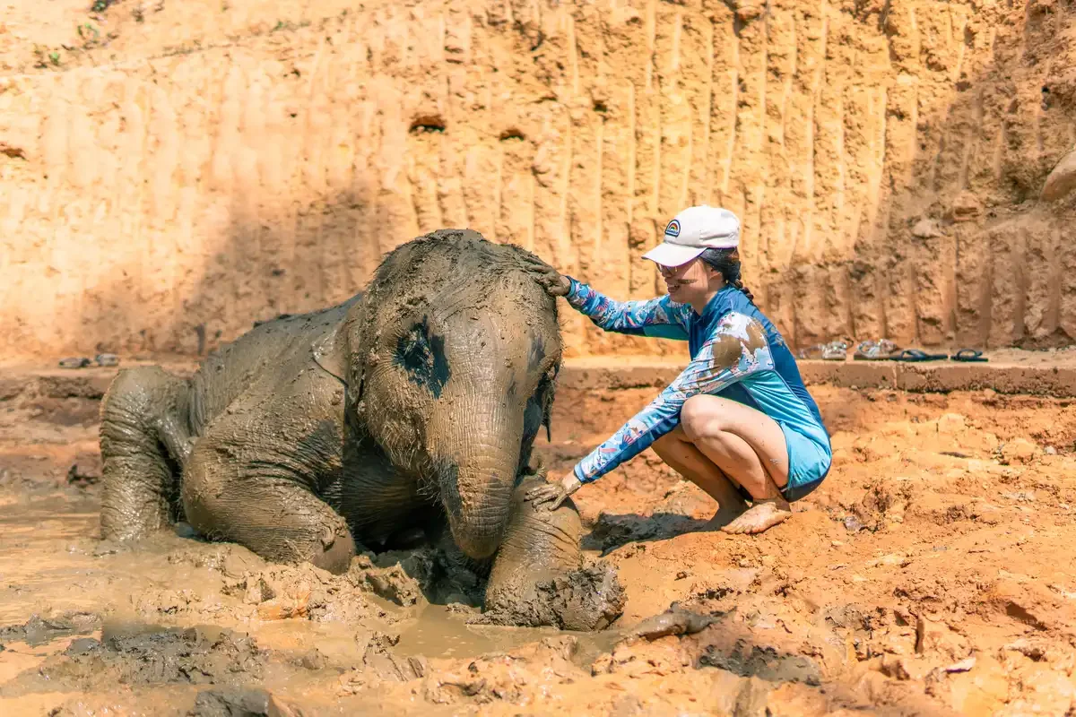 Elephant Feed And Spa Phuket Travel Store 14