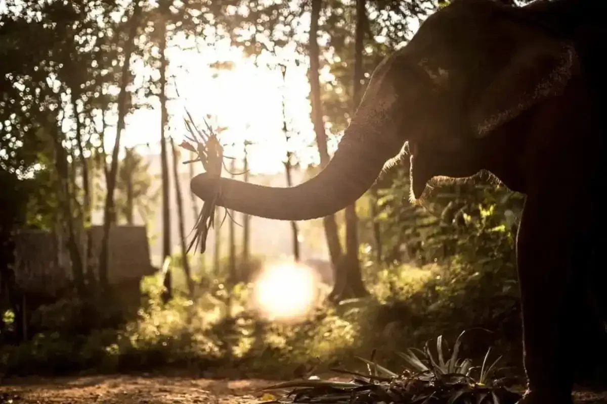 Asian elephant at an ethical sanctuary in Thailand receiving care